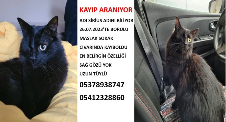 Kayıp Kedi