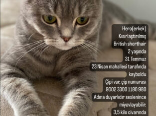 Kayıp Kedi Hera