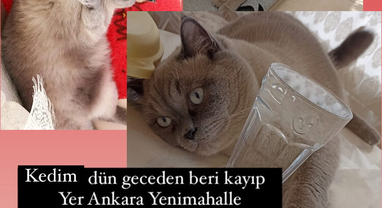 Kayıp Kedi