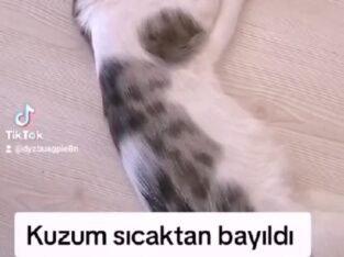 Kayıp Kedi