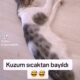 Kayıp Kedi