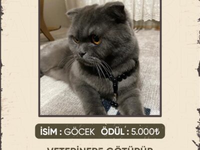 Kayıp Kedi