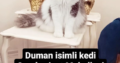 Kayıp Kedi Duman