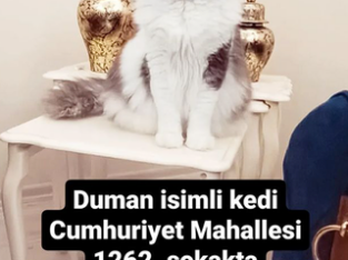 Kayıp Kedi Duman