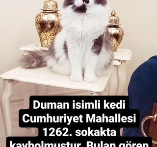 Kayıp Kedi Duman