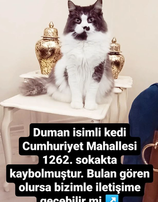 Kayıp Kedi Duman