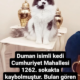 Kayıp Kedi Duman