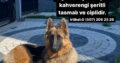 Kayıp Köpek