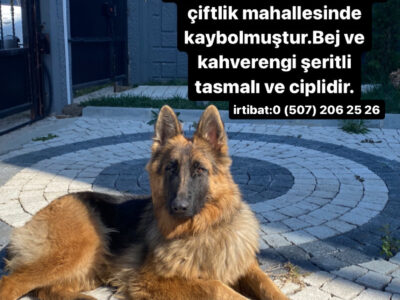 Kayıp Köpek