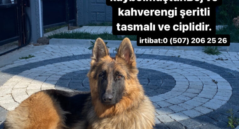 Kayıp Köpek