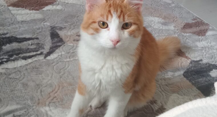 Kayıp Kedi