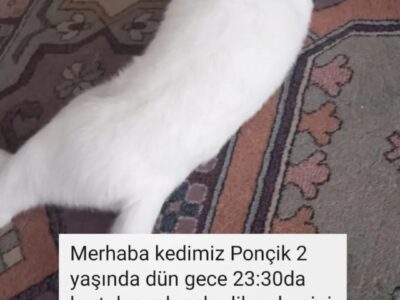 Kayıp Kedi