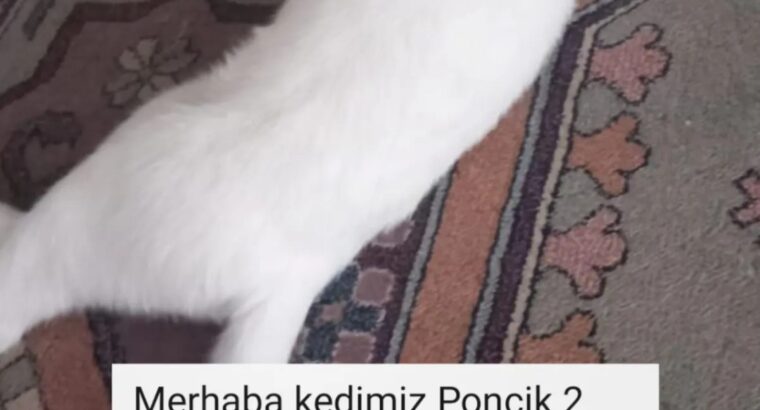 Kayıp Kedi