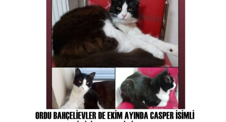 Kayıp Kedi