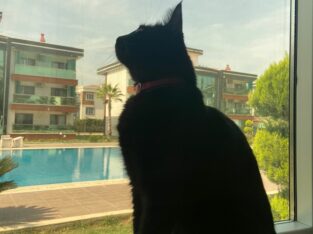 Kayıp Kedi Üzüm