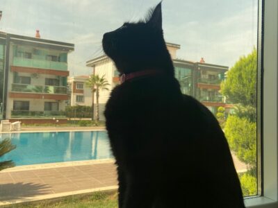 Kayıp Kedi Üzüm