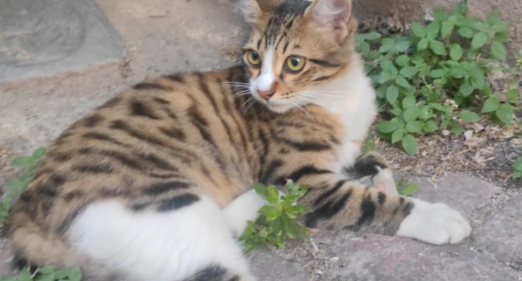 Kayıp Kedi Zuzu