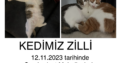 Kayıp Kedi