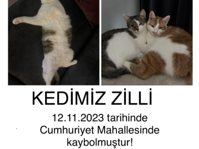 Kayıp Kedi