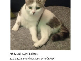 Kayıp Kedi Muni