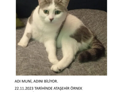 Kayıp Kedi Muni