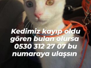 Kayıp Kedi