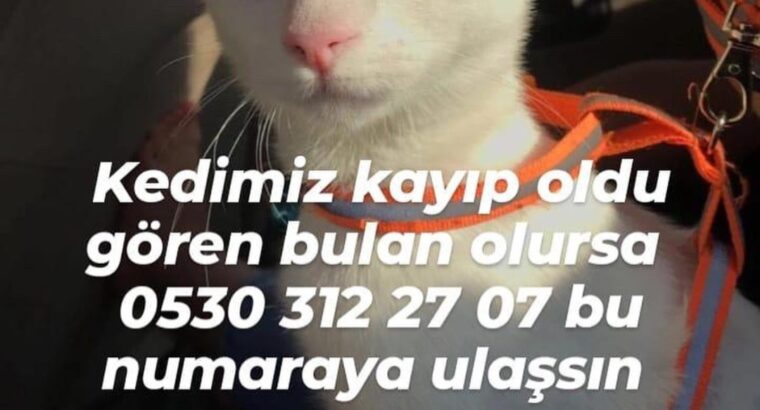 Kayıp Kedi