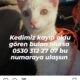 Kayıp Kedi