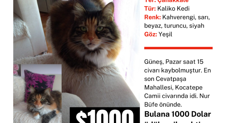 Kayıp Kedi