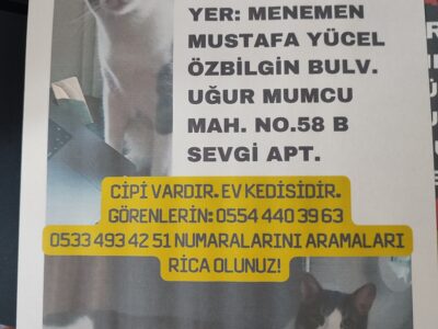 Kayıp Kedi Duman