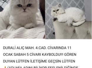 Kayıp Kedi Mia