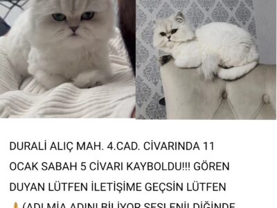 Kayıp Kedi Mia