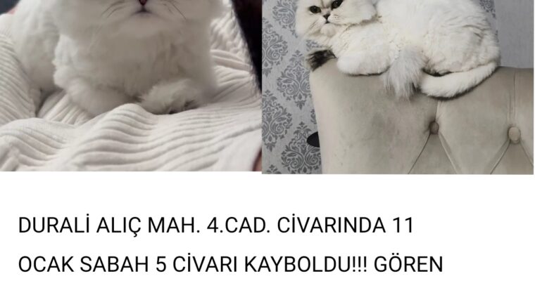 Kayıp Kedi Mia