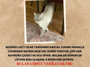 Kayıp Kedi Luci