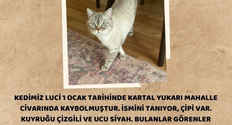 Kayıp Kedi Luci