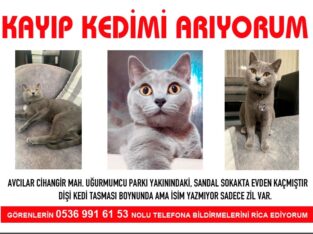 Kayıp Kedi Balam