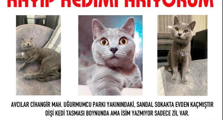 Kayıp Kedi Balam