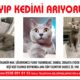 Kayıp Kedi Balam