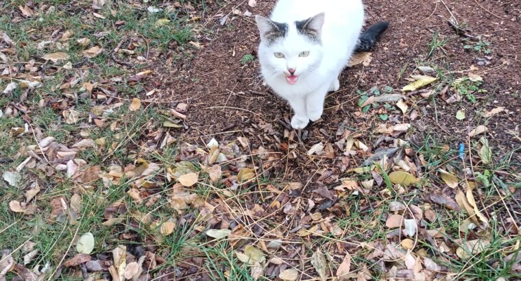 Kayıp Kedi Pamuk