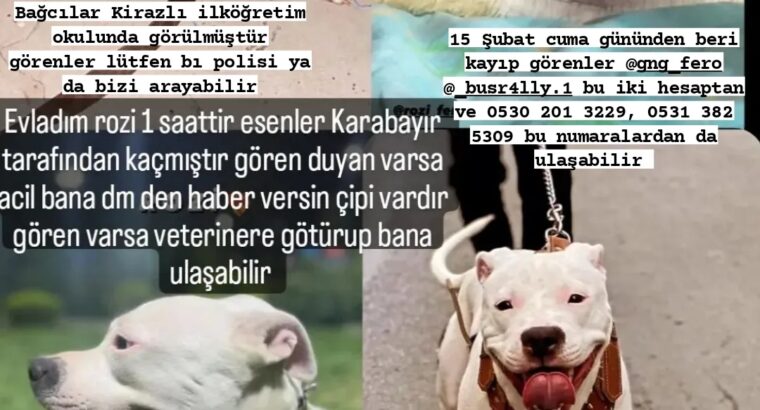 Kayıp Köpek Rozi