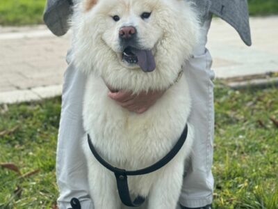 Kayıp Köpek Maya