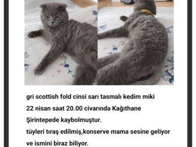 Kayıp Scottish Kedi Miki