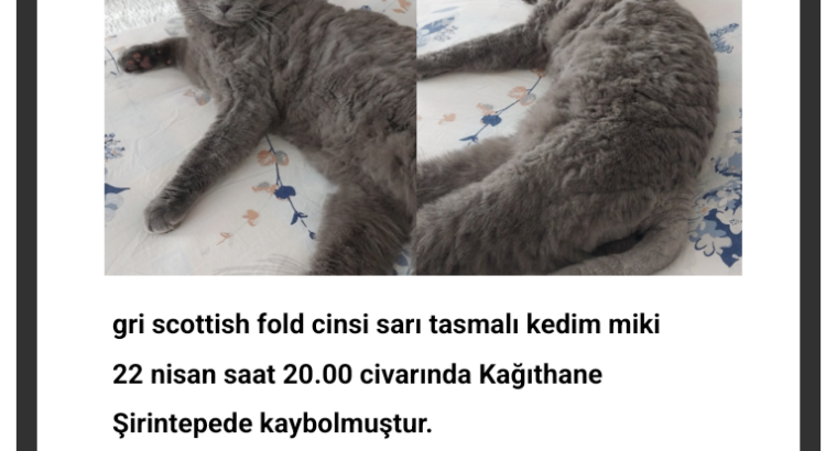 Kayıp Scottish Kedi Miki