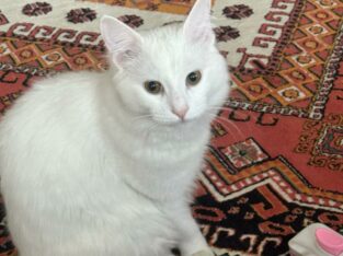 Kayıp Kedi Pamuk