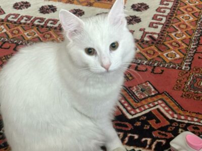 Kayıp Kedi Pamuk