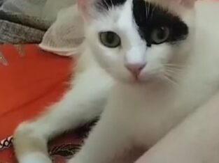 Kayıp Kedi Pamuk