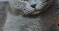 Bulunan British Shorthair Kedi