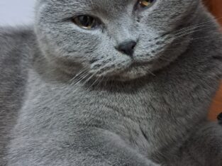 Bulunan British Shorthair Kedi