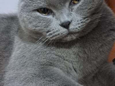 Bulunan British Shorthair Kedi