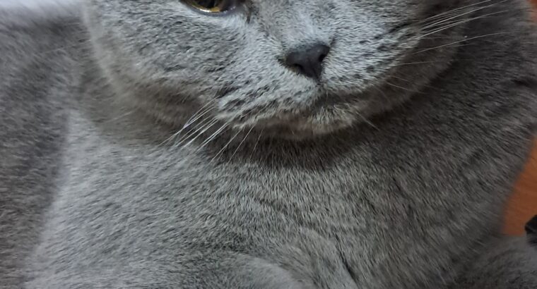 Bulunan British Shorthair Kedi